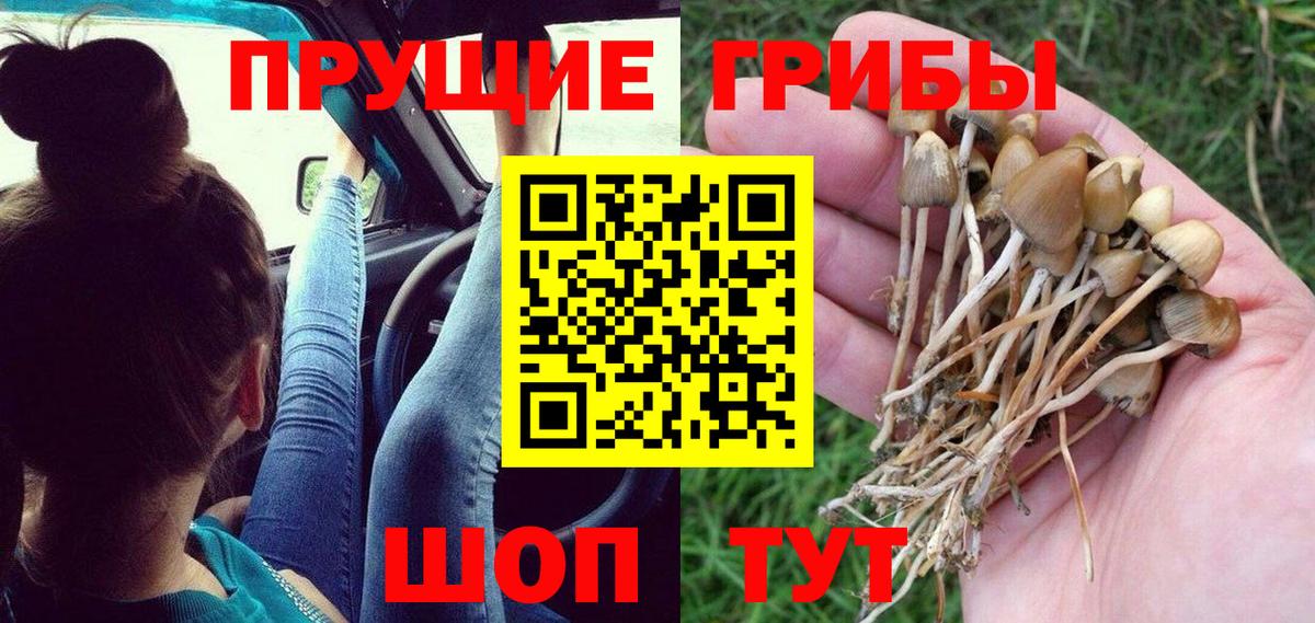 купить наркотики цена  Вход с VPN  Георгиевск  Псилоцибиновые грибы прущие грибы  Псилоцибиновые грибы Psilocybe 